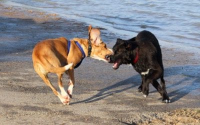 What to Do About Resource Guarding Behaviors in Dogs