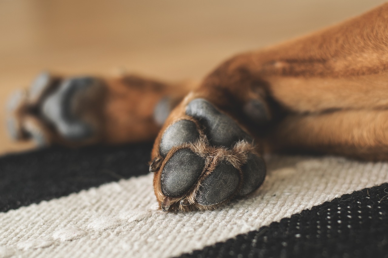 My Dog Broke a Nail? What Do I Do Now? – Union Lake Pet Services