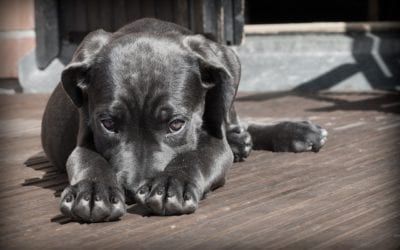 Open (Doggy) Door Policy? Making Sure Your Pet Is A Great Guest