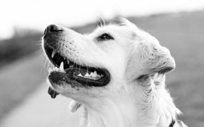 Dog Training Classes At Union Lake Pet Services