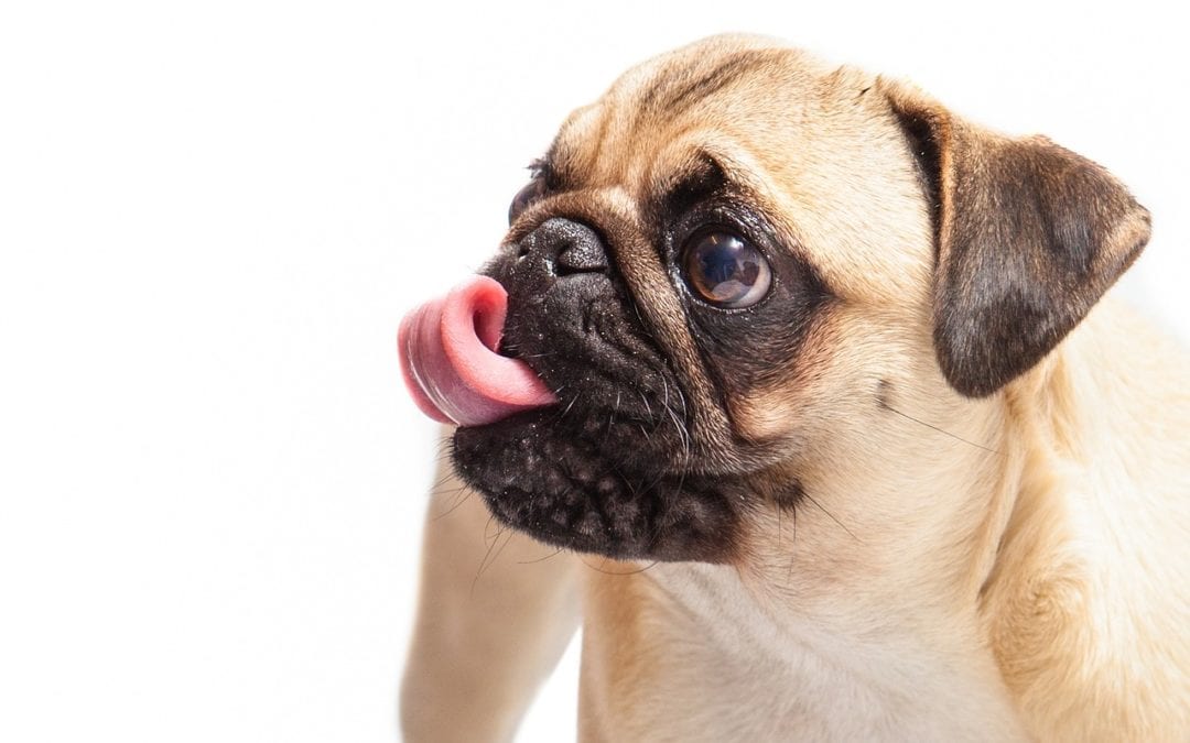Good Licks: Our favorite DIY Frozen Pet Treats