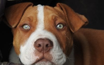 Breed-Specific Bans and the Bias against Pit Bulls: What You Can Do