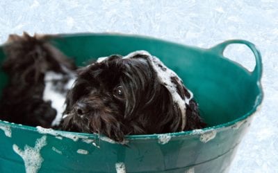 Feelin’ Frisky and Fabulous: The Benefits of Pet Grooming