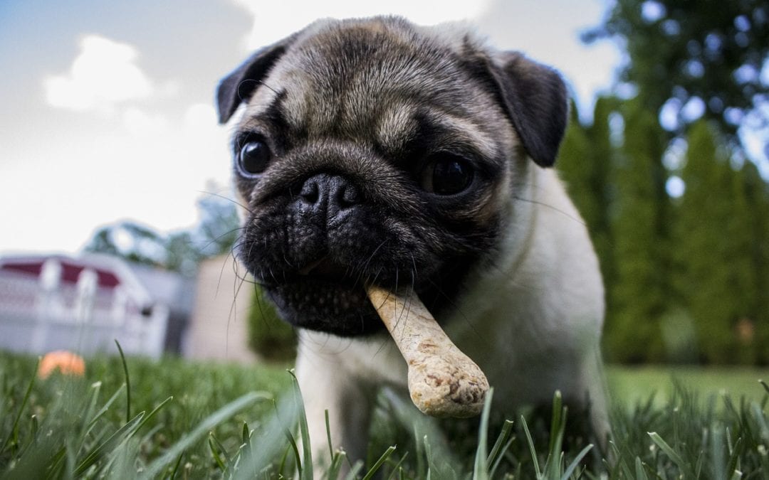 Pill Popper Problems? New Tricks for Giving Medication to a Pet