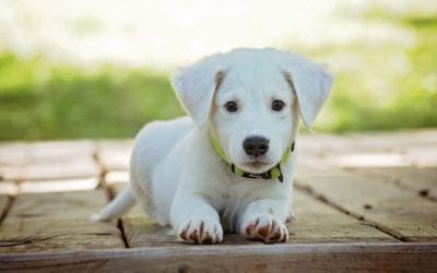 Socializing Puppies: The Do’s and Don’ts