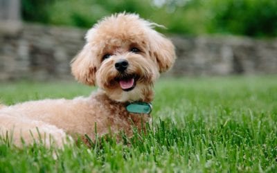 Citizen Canine: Puppy Training