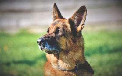 A Joint Effort: Managing Canine Osteoarthritis