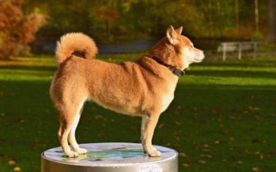 Your Dog Park Safety Checklist