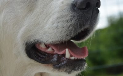 Why Your Dog Barks at Nothing