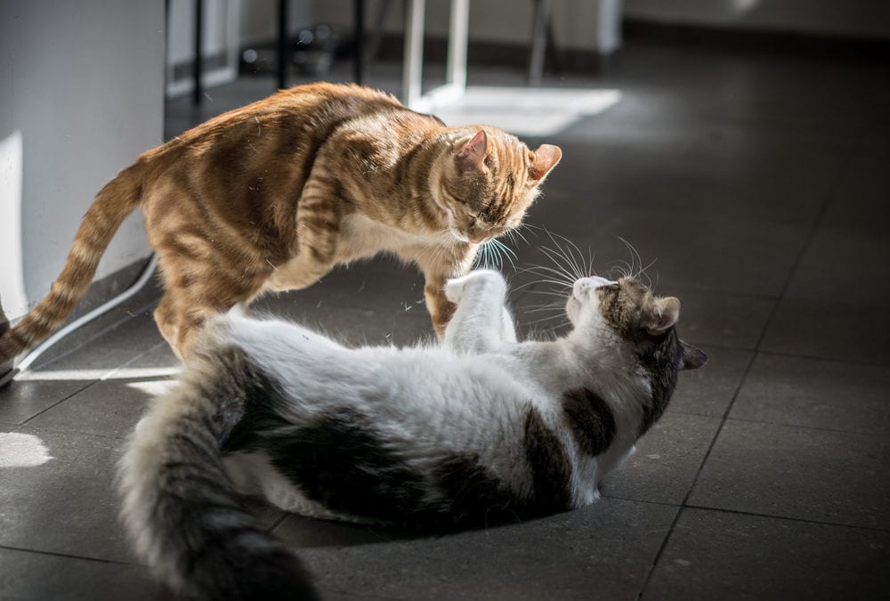 How to Solve Behavior Problems in Cats  