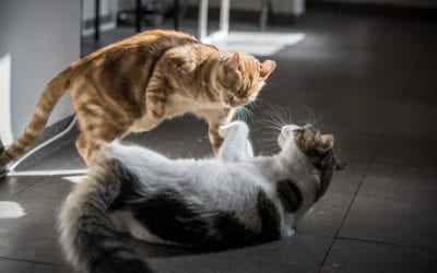Cat Behavior Problems: How to Solve Them