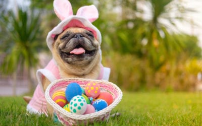 Are Easter Egg Hunts Safe for Dogs?