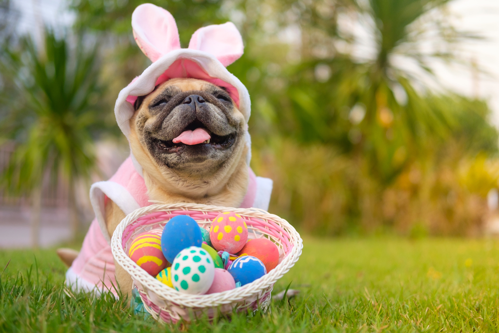 what do you get a dog for easter