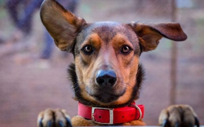 When Not to Clean Your Dog’s Ears
