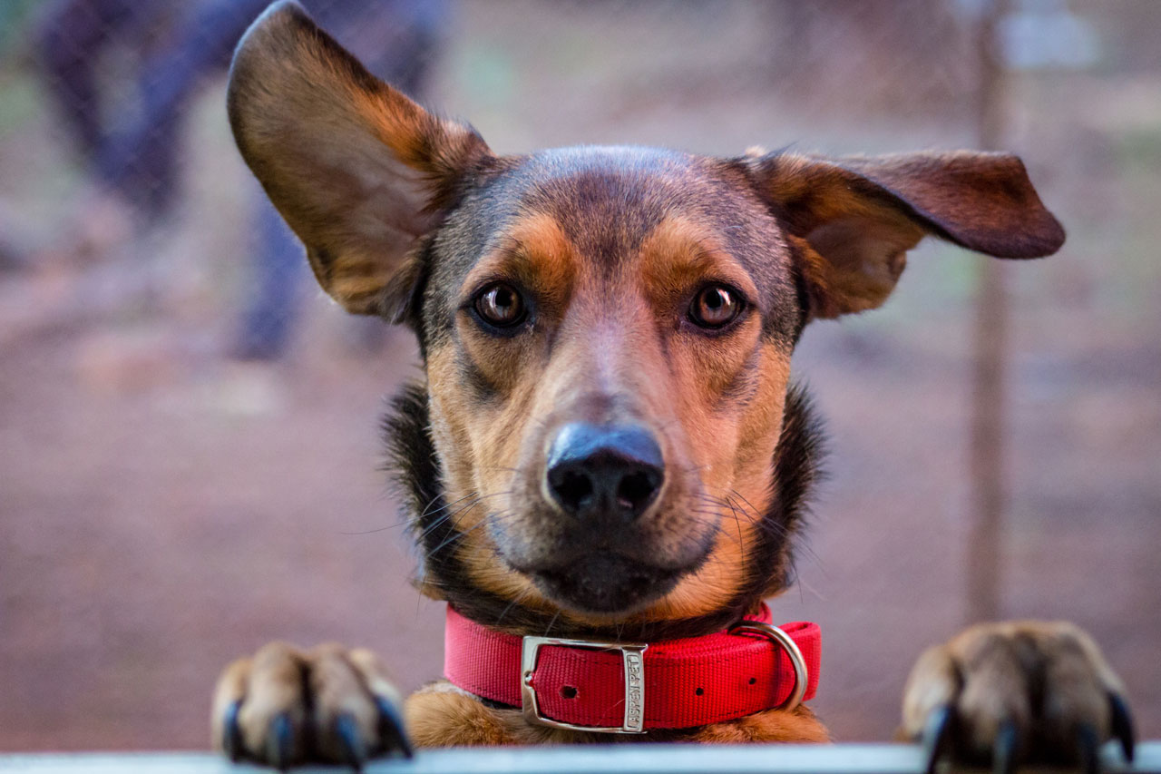 One Of My Dog S Ears Is Warm