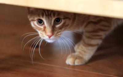 Bashful Baby: How to Socialize a Shy Pet
