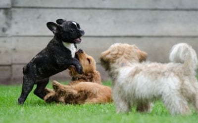 Considerations for a Doggie Playdate