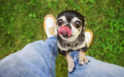 Static Cling Canine: Why Does My Dog Follow Me Everywhere?