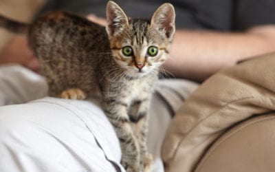 Cat Care for Beginners: 7 Steps to a Great Start