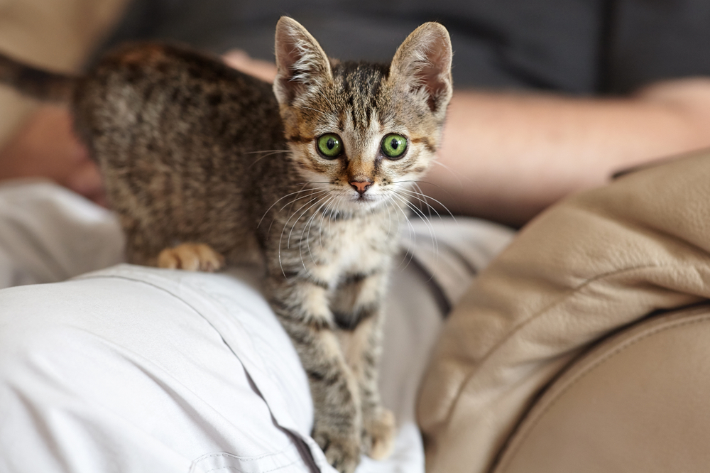 Cat Care for Beginners: 7 Steps to a Great Start - Union Lake Blog