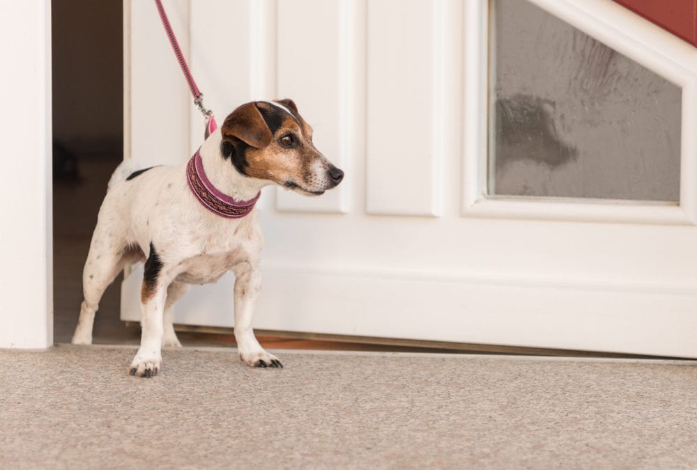Fearful Fido: 13 Tips For When Your Dog is Anxious on Walks