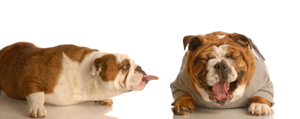 Funny Bone: Do Pets Have a Sense of Humor?