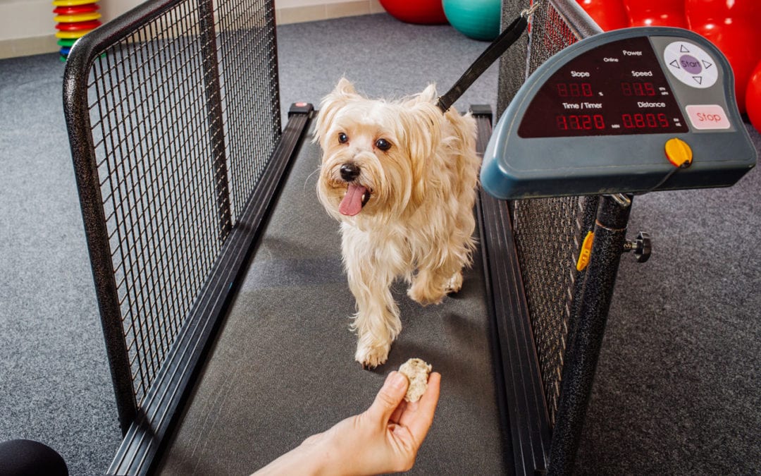 New Year’s Resolution for Your Pet: Get Fit!