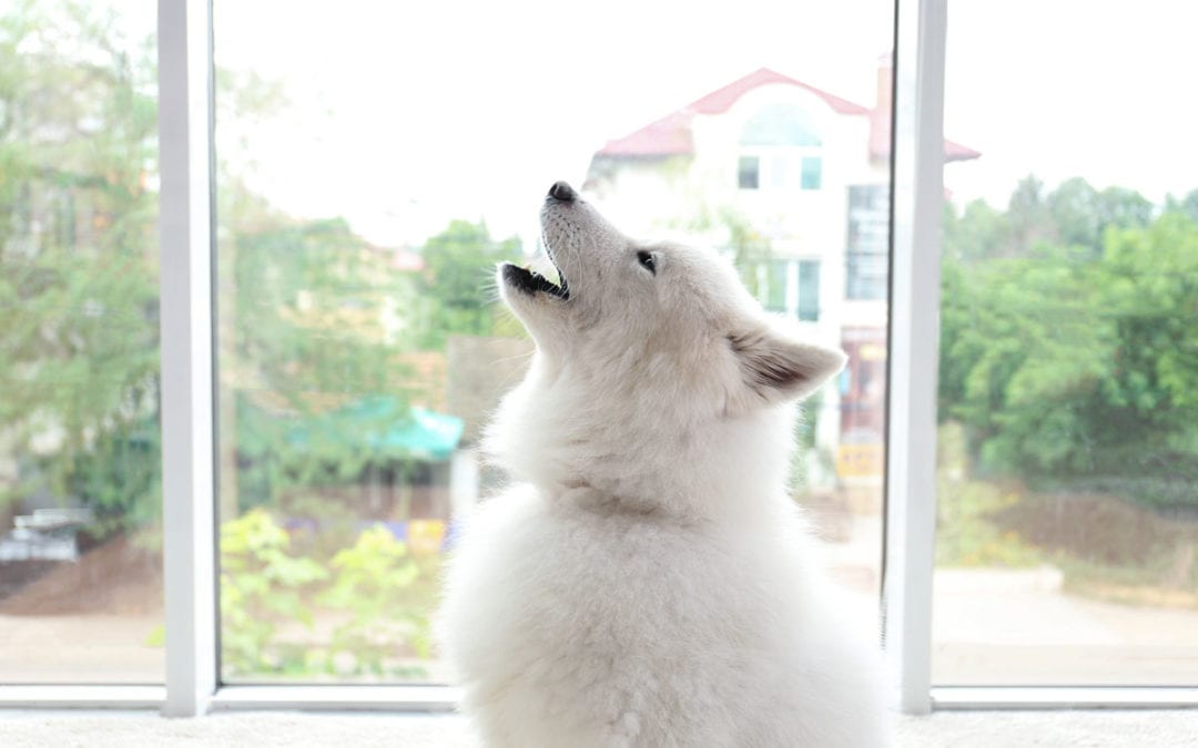 Why Do Dogs Howl at Sirens?