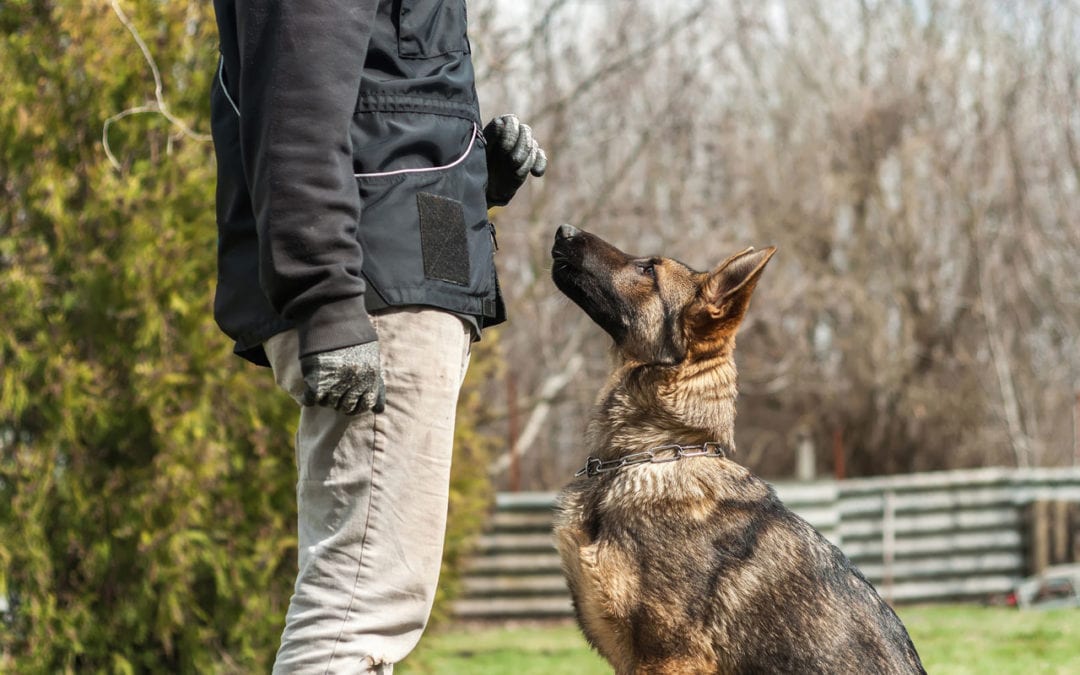 Intermediate Dog Training: Beyond the Basics