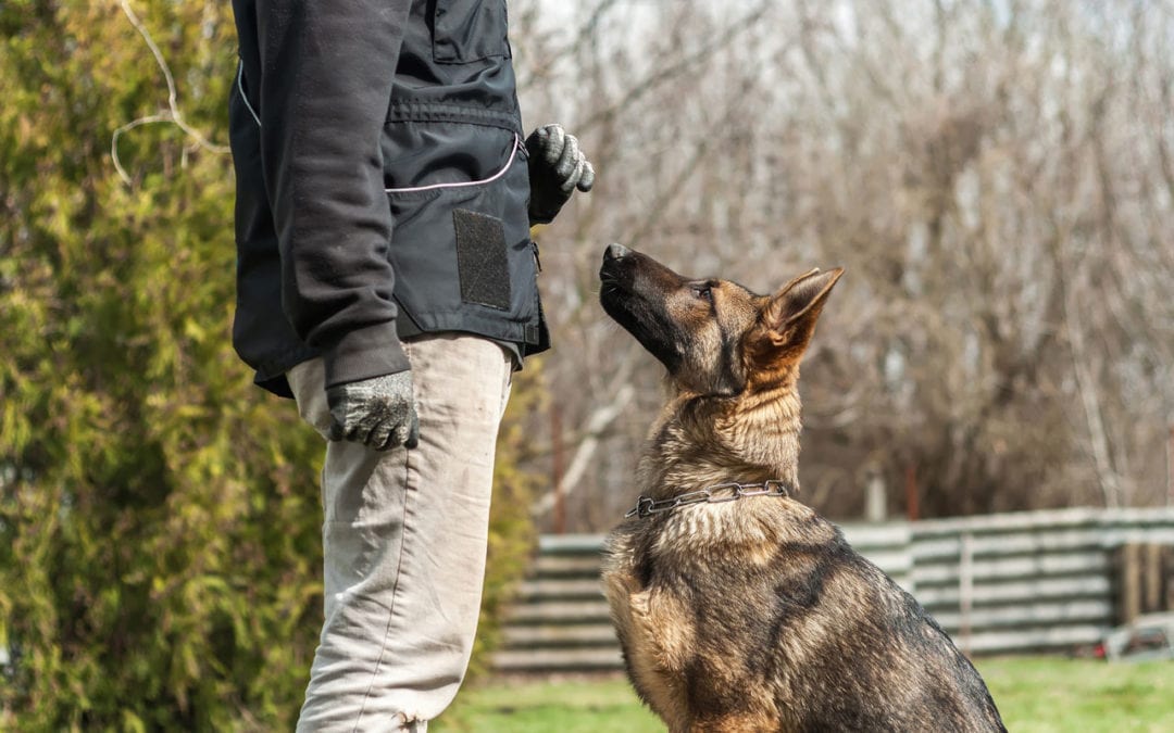 Dog Training College Station