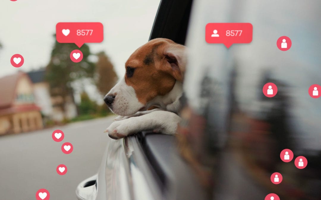 Star Power: The Coolest Dogs and Cats of Instagram