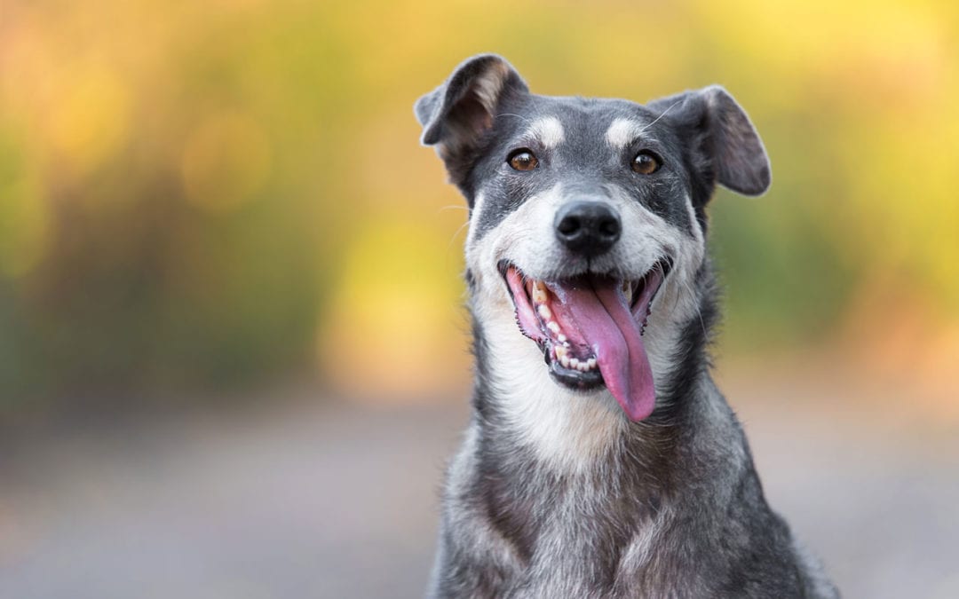 Canine Cues: What Is My Dog’s Body Language Telling Me?