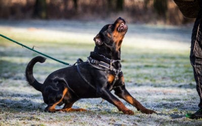 No Shortcuts: Why Neutering Isn’t the Fix for Aggression in Dogs