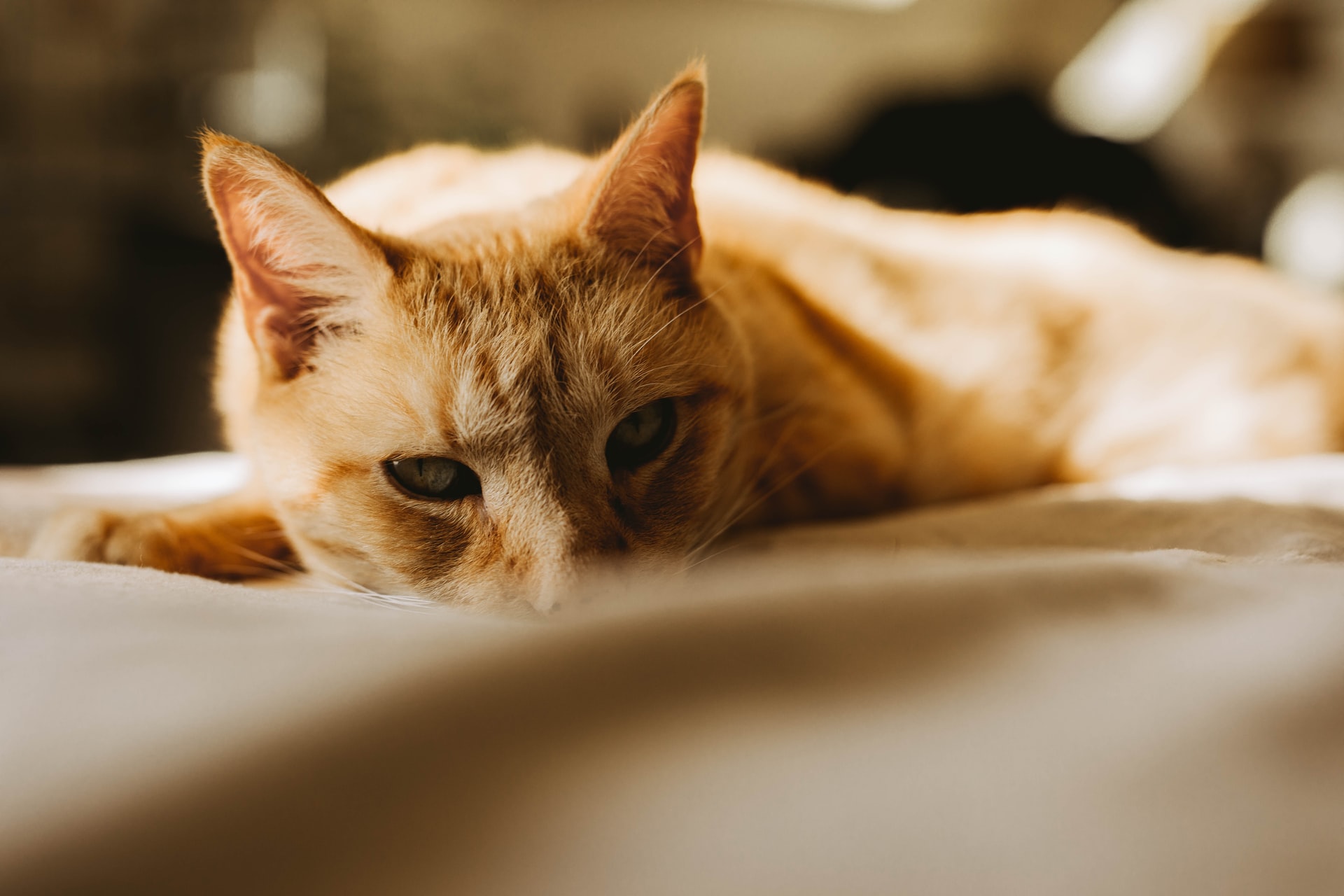 Cat Grooming Waterford, MI 48327 – Union Lake Pet Services