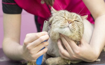 Yes, It’s Possible! 6 Tips for Cat Grooming at Home