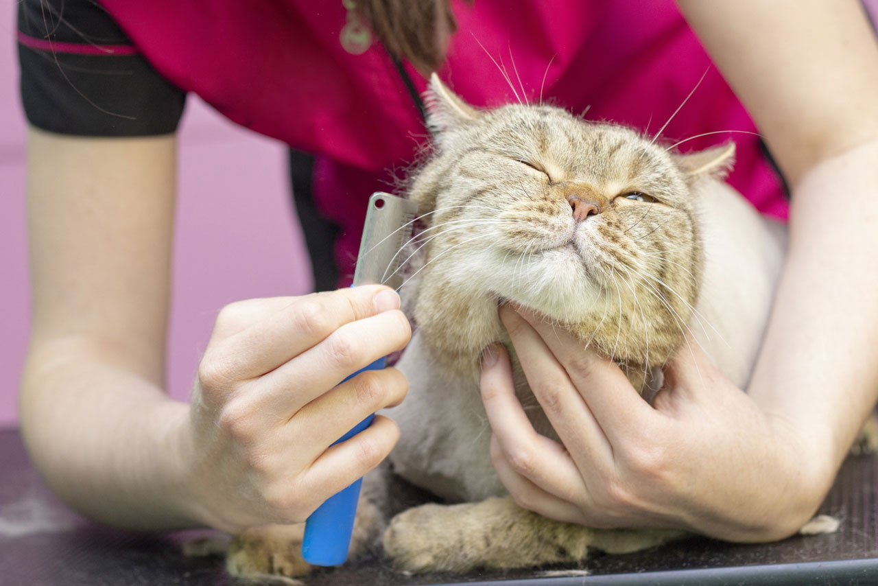 How Can I Calm My Cat Down For Grooming