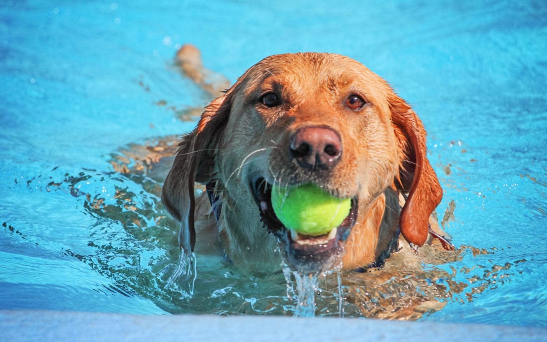 Places to take my dog swimming hot sale near me