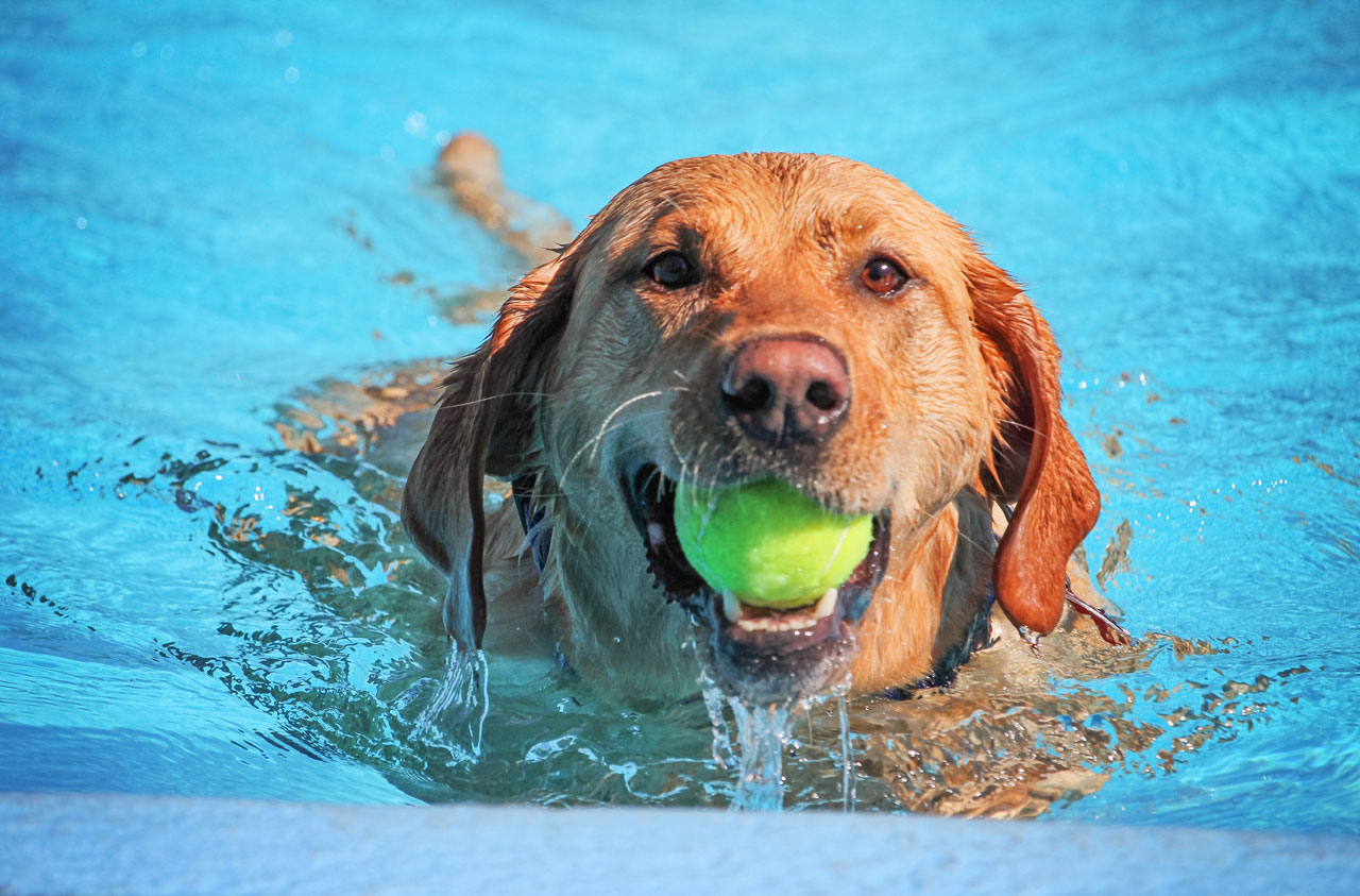 Where Can I Take My Dog Swimming--Safely? - Union Lake Pet ...