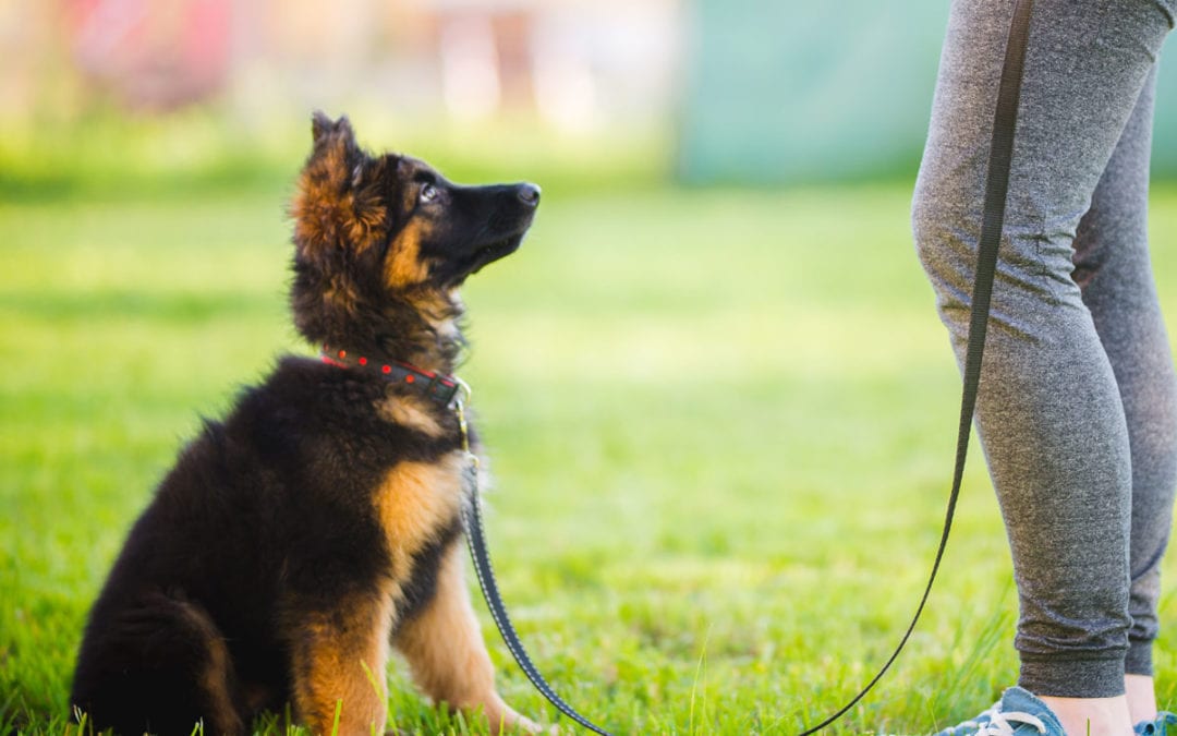 When Is the Right Time to Train and Socialize a Puppy?