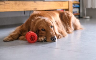 Toy Tedium: When Your Dog or Cat Is Bored with Their Toys