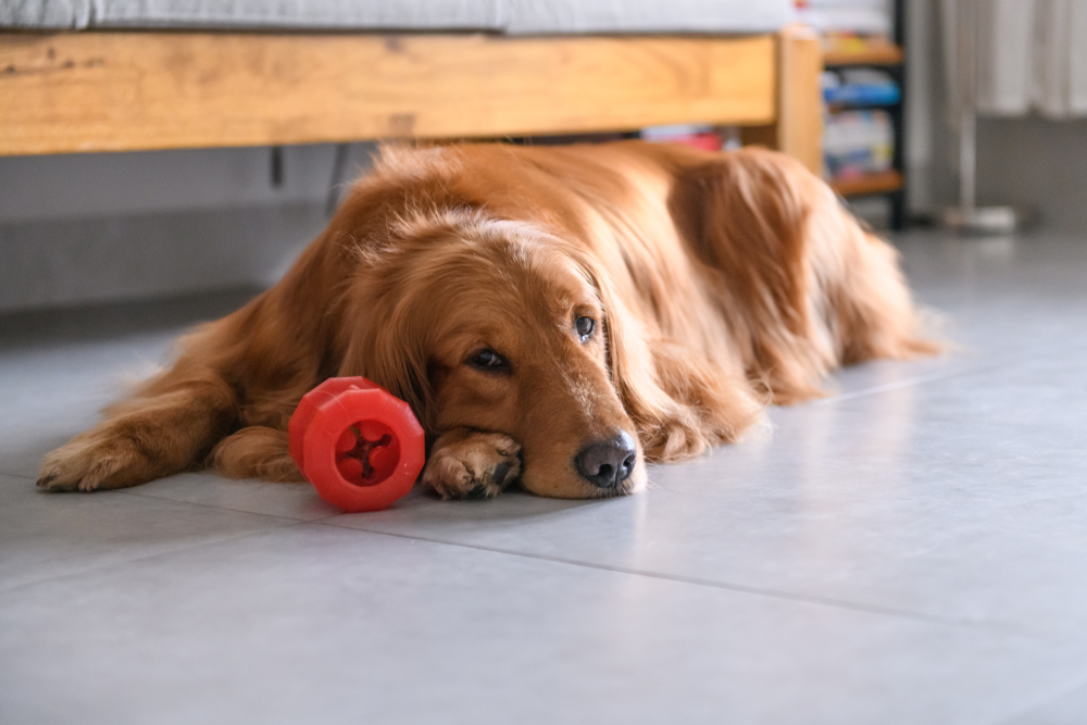 Toy Tedium: When Your Dog or Cat Is Bored with Their Toys