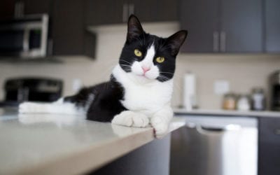Tips to Keep Cats Off Counters