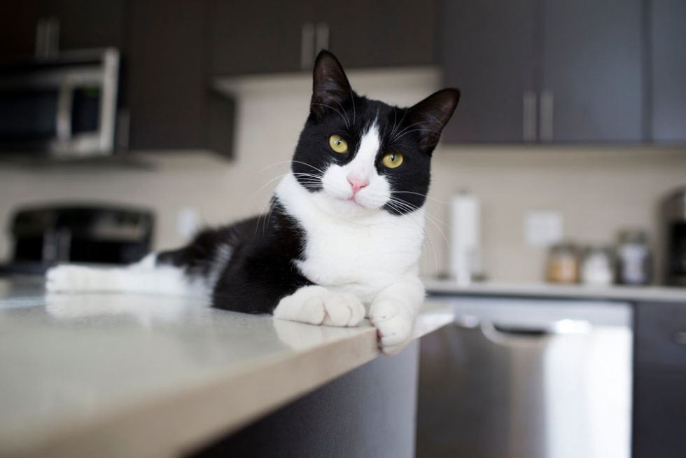 Tips to Keep Cats Off Counters Union Lake Pet Services