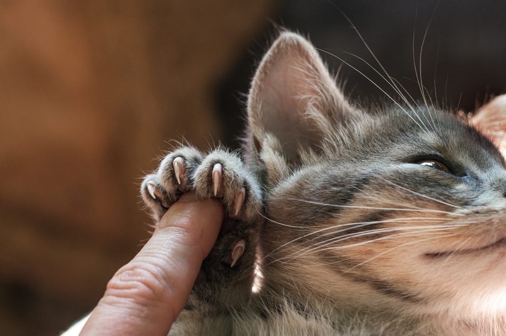 How to Trim Your Cat’s Nails