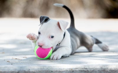 Puppy Training Games for a Lifetime of Good Behavior