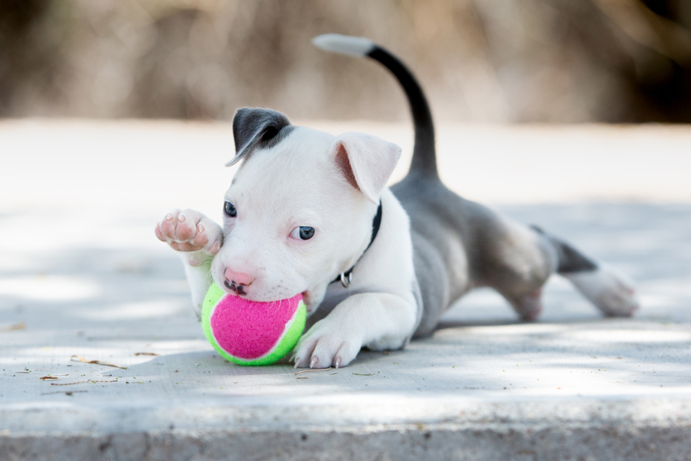 Puppy Training Games for a Lifetime of Good Behavior