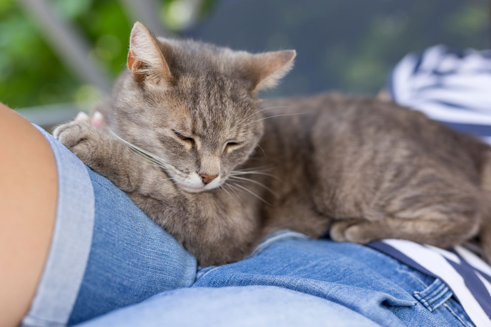 why-does-my-cat-sleep-on-top-of-me-union-lake-pet-services