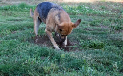 How to Stop a Dog from Digging Up the Yard