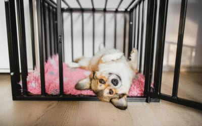How to Set Up Your Dog’s Kennel