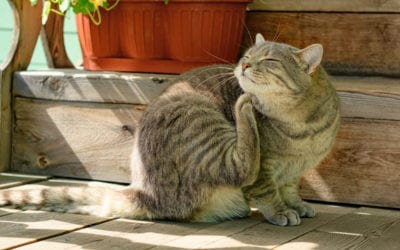 Flaky Feline: How to Treat Cat Dandruff